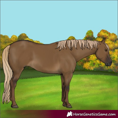 Horse Color:Gray Chocolate Palomino Dun