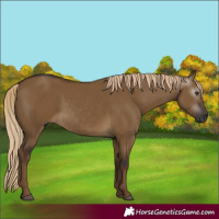 Horse Color:Gray Chocolate Palomino Dun 