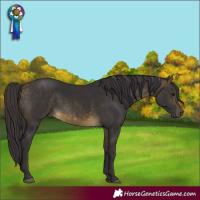 Horse Color:Buckskin