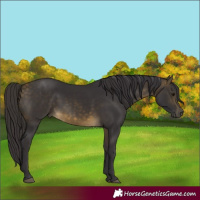 Horse Color:Buckskin
