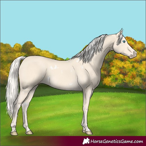 Horse Color:White Spotted Cremello