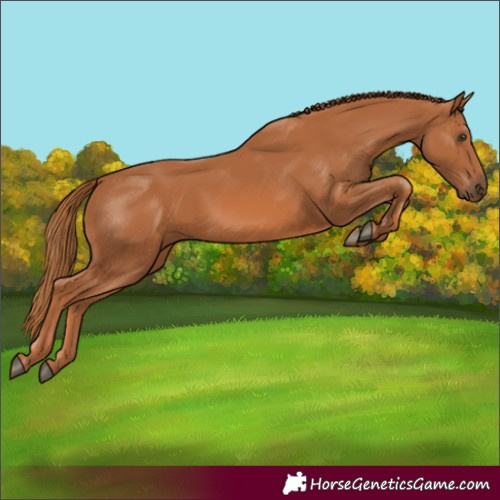 Horse Color:Chestnut 