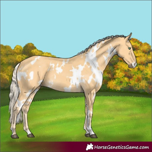 Horse Color:White Spotted Palomino