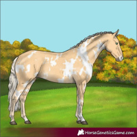 Horse Color:White Spotted Palomino 