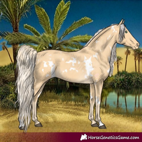 Horse Color:White Spotted Palomino Appaloosa 