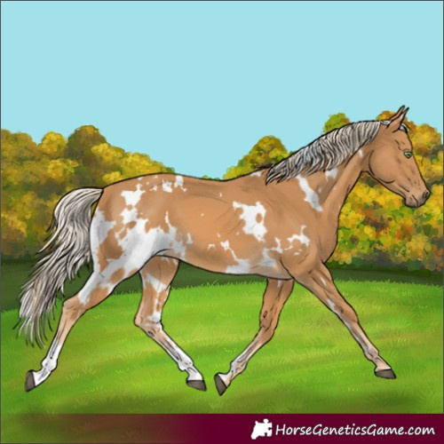 Horse Color:White Spotted Palomino 