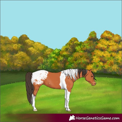 Horse Color:Bay Tobiano Appaloosa 