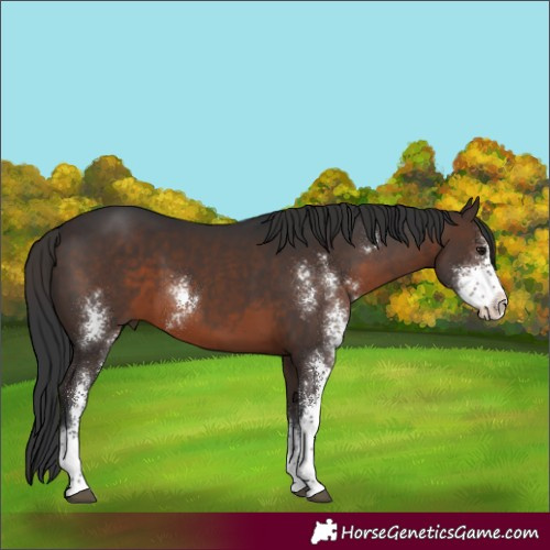 Horse Color:Brown Sabino