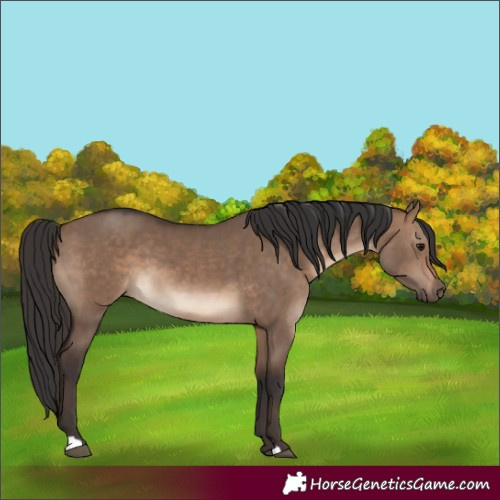Horse Color:Brown Dun