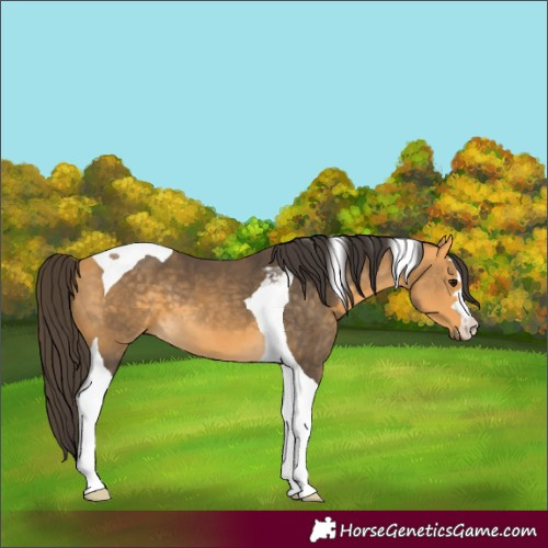 Horse Color:Buckskin Tobiano