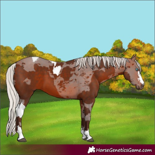 Horse Color:Silver Bay Merle