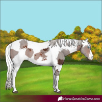 Horse Color:Silver Bay Merle Varnish 