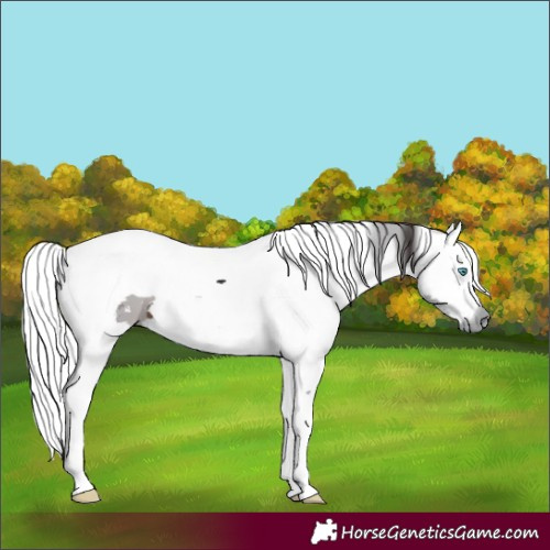 Horse Color:Bay Merle