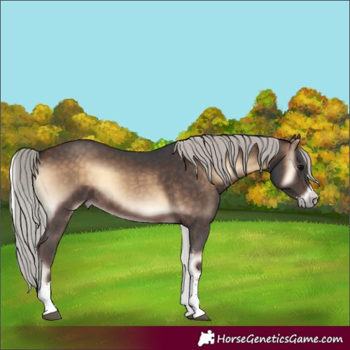 Horse Color:Silver Brown Onyx Sabino Rabicano 
