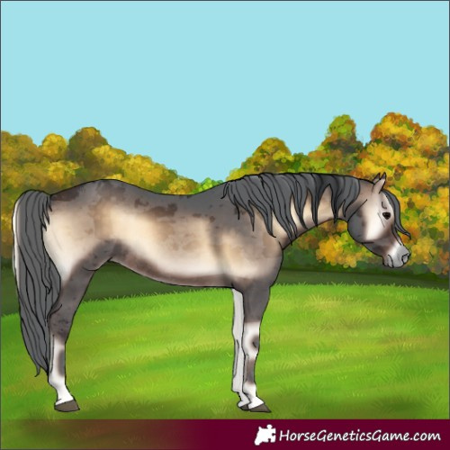 Horse Color:Bay Onyx Merle Rabicano