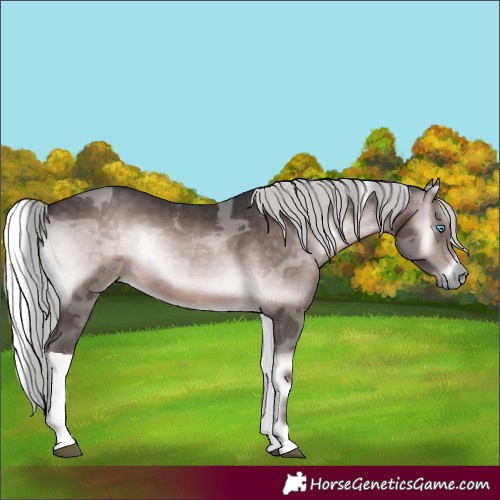 Horse Color:Platinum Silver Bay Onyx Merle Rabicano