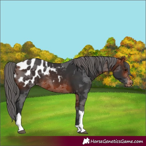 Horse Color:Bay Merle Tobiano Appaloosa Rabicano 