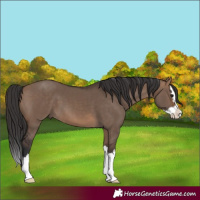 Horse Color:Brown Dun Splash 