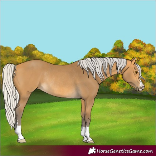 Horse Color:Silver Buckskin Rabicano