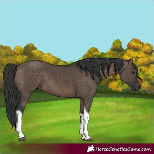 Horse Color:Brown Dun Tobiano