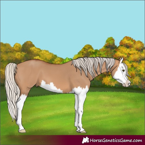 Horse Color:Silver Bay Dun Splash 