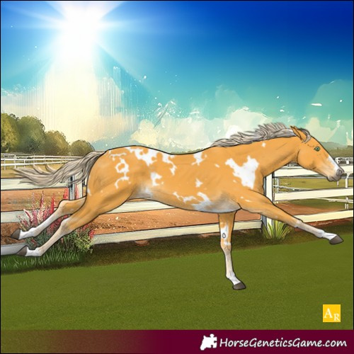 Horse Color:White Spotted Palomino