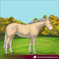Horse Color:White Spotted Palomino 