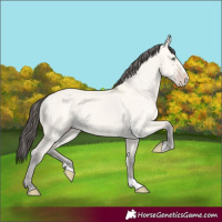 Horse Color:Amber Cream Champagne Dun Splash