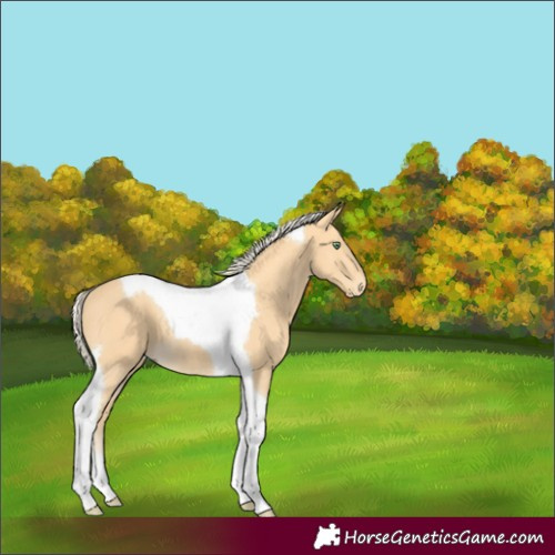 Horse Color:Palomino Tobiano 
