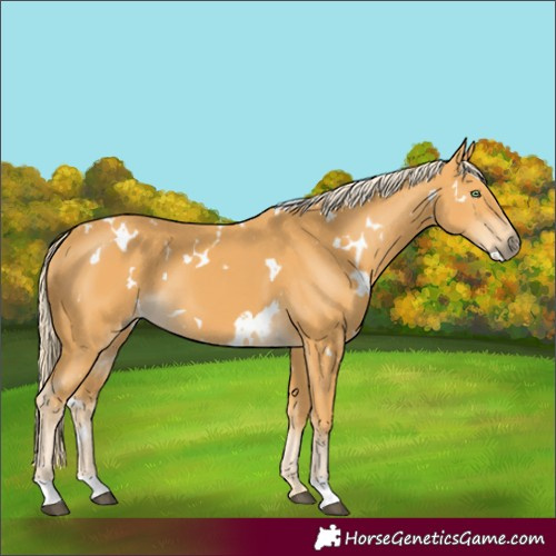 Horse Color:White Spotted Palomino