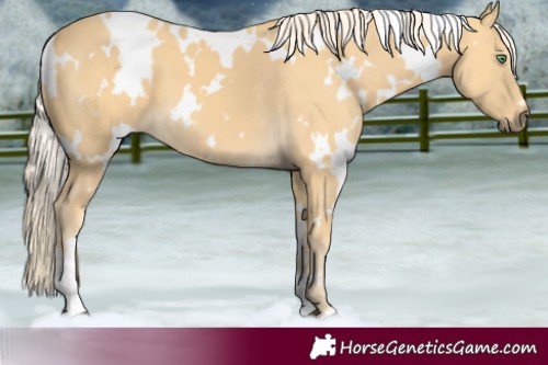 Horse Color:White Spotted Palomino