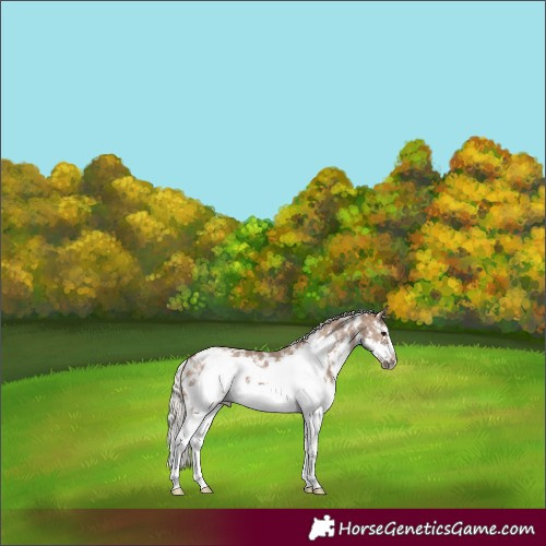 Horse Color:Silver Grullo Sabino Frame