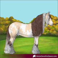 Horse Color:White Spotted Chocolate Buckskin 