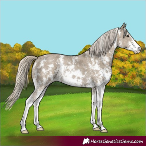 Horse Color:Silver Smoky Grullo Sabino 
