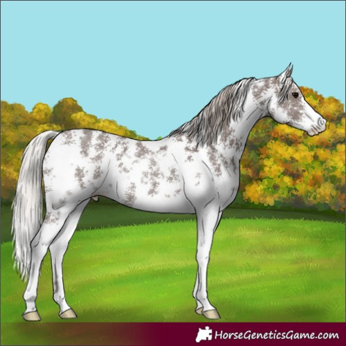 Horse Color:Silver Black Sabino