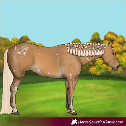 Horse Color:White Spotted Palomino 
