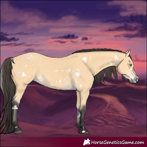 Horse Color:White Spotted Buckskin 