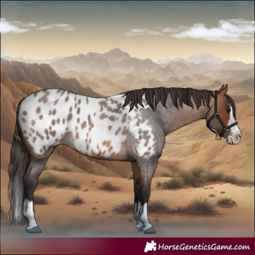 Horse Color:Bay Roan Splash Appaloosa 