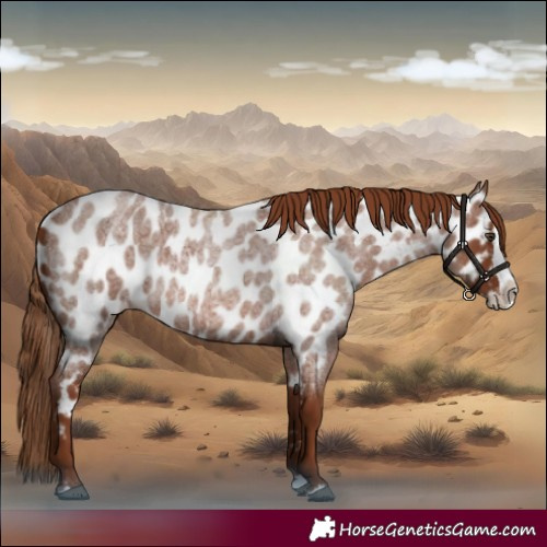 Horse Color:Red Roan Splash Near Leopard 