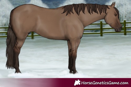 Horse Color:Liver Red Dun
