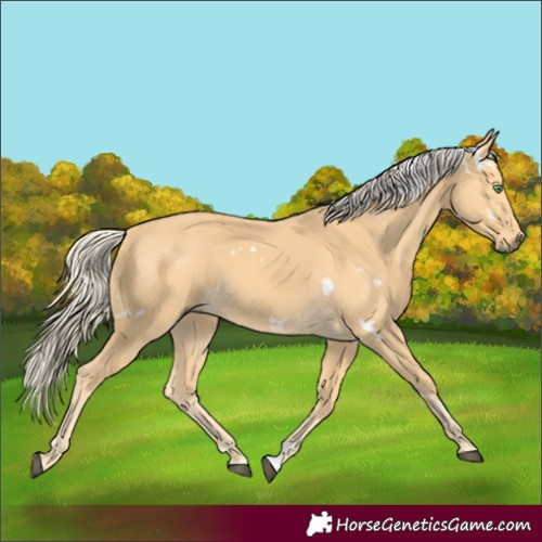 Horse Color:White Spotted Palomino