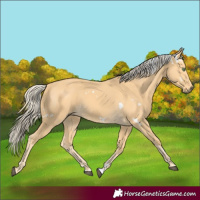 Horse Color:White Spotted Palomino 