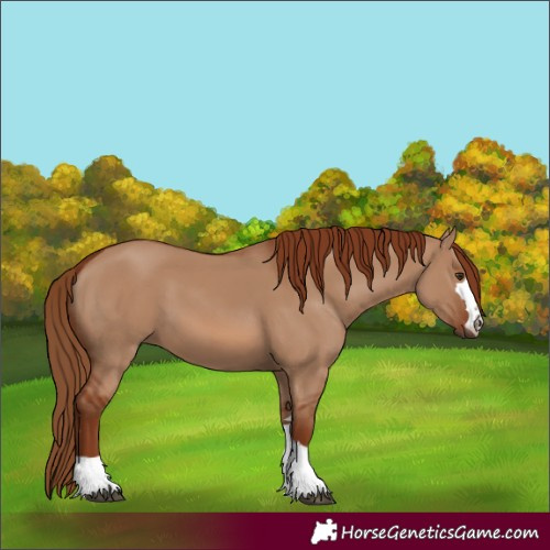 Horse Color:Red Dun 