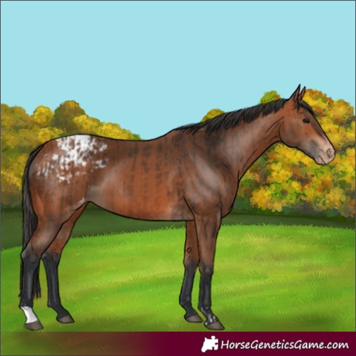 Horse Color:Bay Blanket  and Bay Blanket 