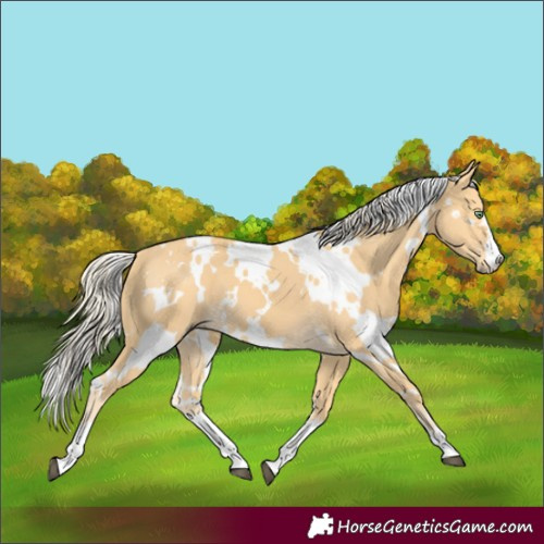 Horse Color:White Spotted Palomino 