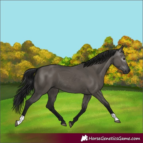 Horse Color:Gray Grullo 