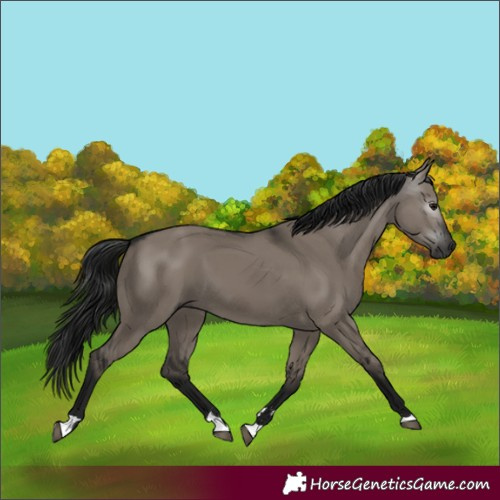 Horse Color:Gray Grullo 