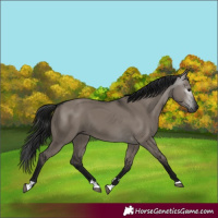Horse Color:Gray Grullo