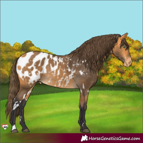 Horse Color:White Spotted Buckskin Appaloosa 