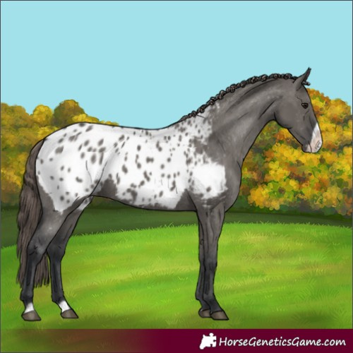 Horse Color:Grullo Frame Blanket 